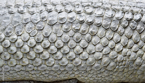 texture of crocodile  snake scales of white color  close-up macro background wallpaper