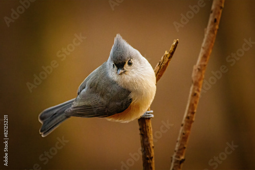 tufted titmouse on branch photo