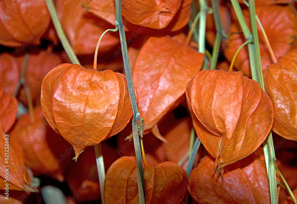 Physalis alkekengi, Coqueret du Pérou Physalis alkekengi, Coqueret du Pérou