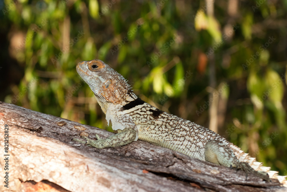 Oplurus de Cuvier, Oplurus Cuvieri, Afrique Oplurus de Cuvier, Oplurus Cuvieri, Afrique