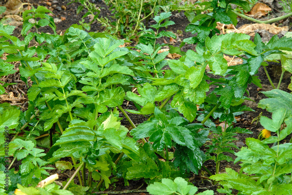 panais, pastinaca sativa panais, pastinaca sativa