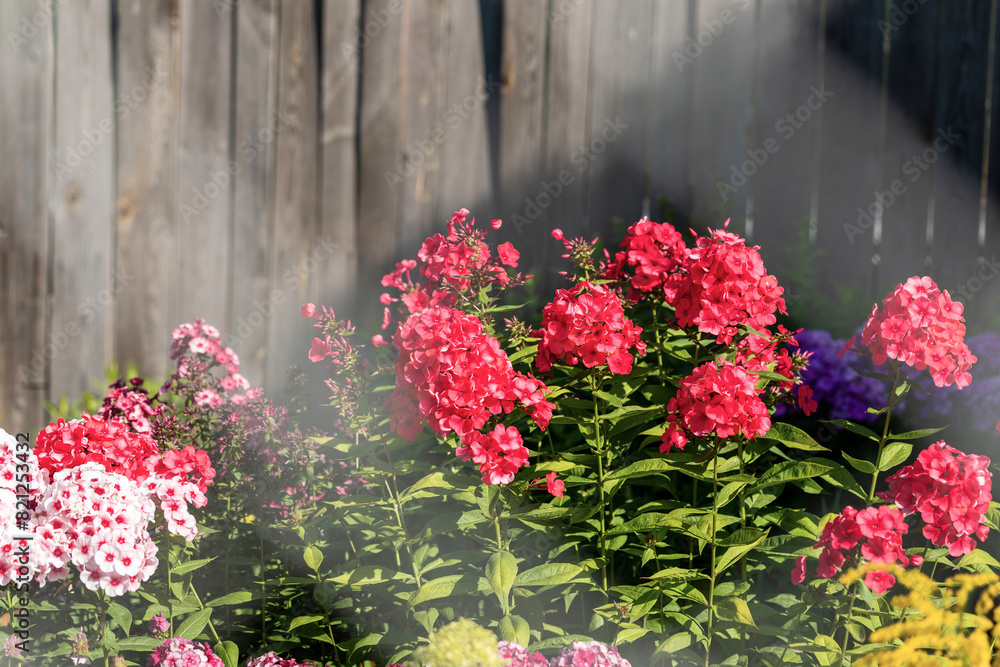 Fototapeta premium There is sunlit group of phloxes flowers placed in front of wooden fence in the garden.