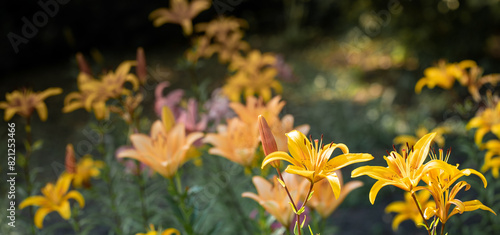 Blurred garden flower bed of yellow lily flowers with focus on flowers on foreground. Banner.