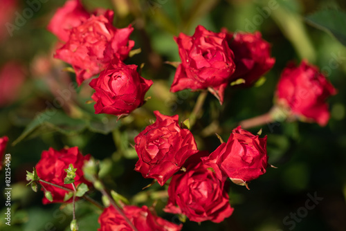 Beautiful red magenta bush roses close up. Beauty in nature. Close up. Selective focus.