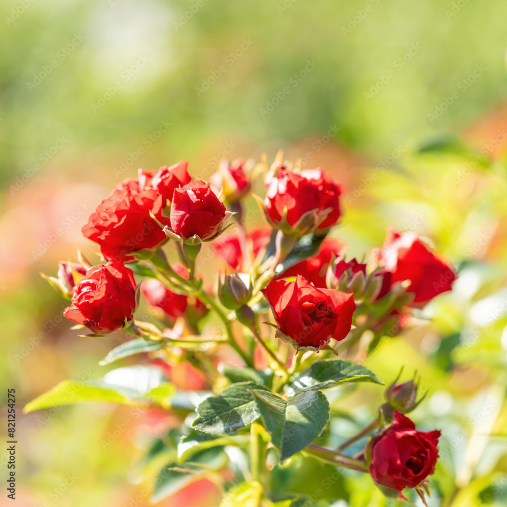 Sunlit bush of garden red magenta roses close up. Vivid summer image. Close up. Square format. Sunlit bush of garden red magenta roses close up. Vivid summer image. Close up. Square format.