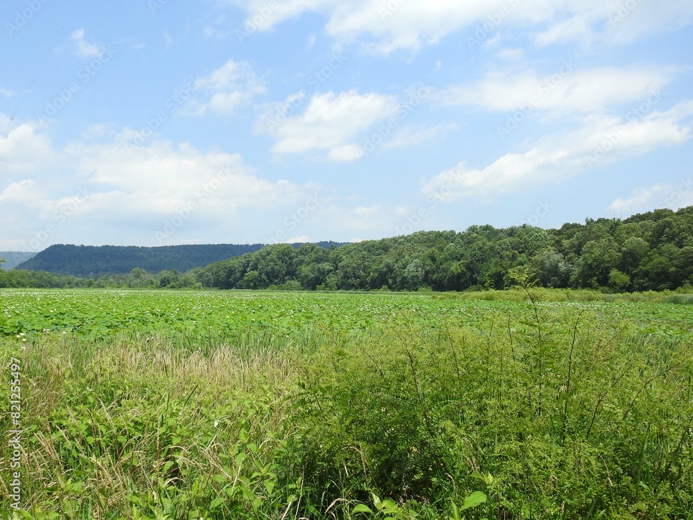Obraz premium The beautiful scenery of the wetlands within Wildwood Park, during the summer season. Dauphin County, Harrisburg, Pennsylvania.