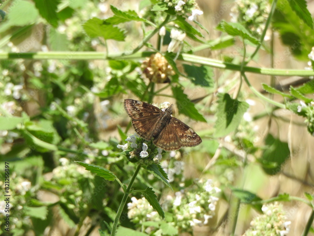 Wild indigo duskywing butterfly gathering nectar from a flowering shrub. Wildwood Park, Dauphin County, Harrisburg, Pennsylvania. Wild indigo duskywing butterfly gathering nectar from a flowering shrub. Wildwood Park, Dauphin County, Harrisburg, Pennsylvania.