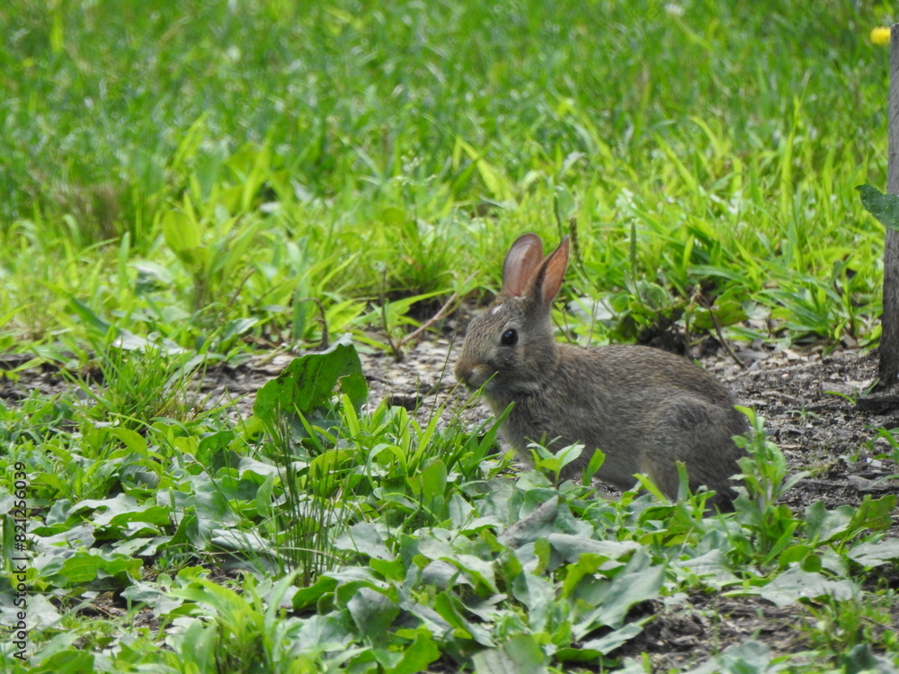 Fototapeta premium Eastern cottontail rabbit foraging the wetland vegetation for food. Wildwood Park, Dauphin County, Harrisburg, Pennsylvania. 