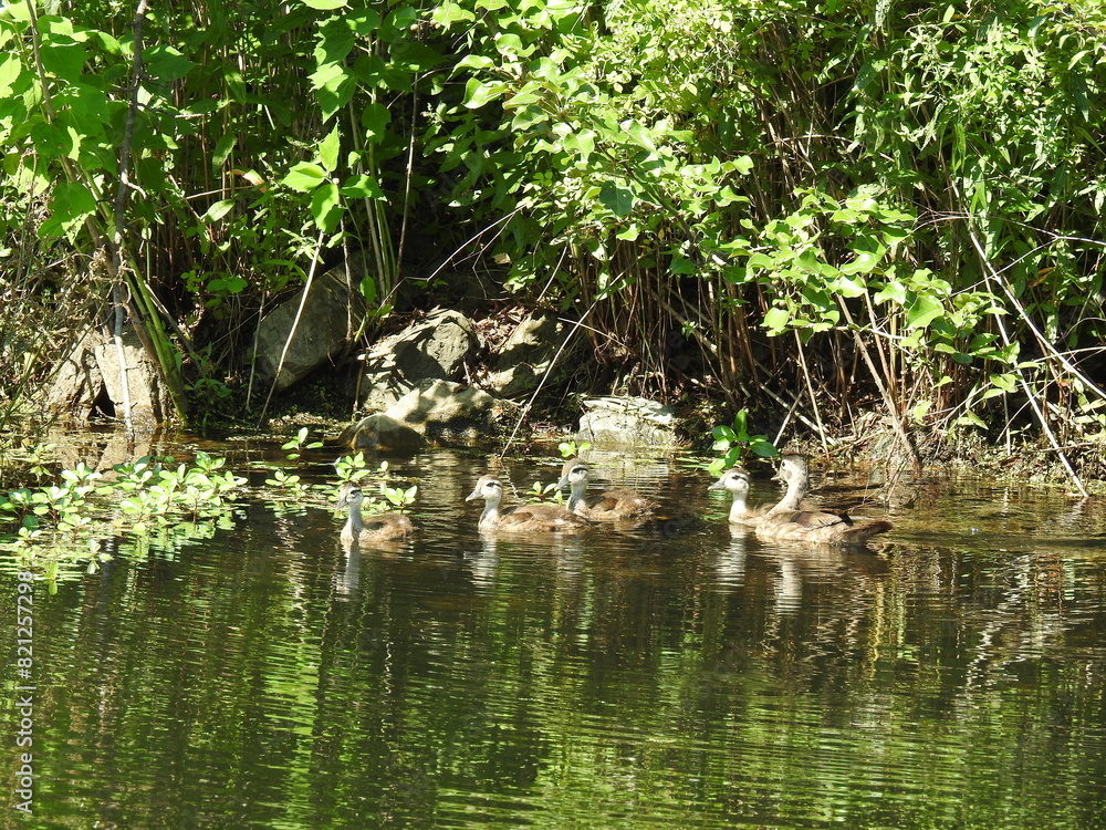 A mother wood duck and her baby ducklings swimming in the wetland waters of Wildwood Park, Dauphin County, Harrisburg, Pennsylvania. A mother wood duck and her baby ducklings swimming in the wetland waters of Wildwood Park, Dauphin County, Harrisburg, Pennsylvania.