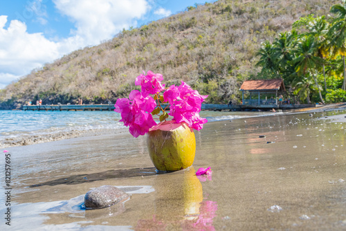 Noix de coco fraîche avec des fleurs de bougainvilliers sur la plage de l'anse noire, Martinique.	 photo