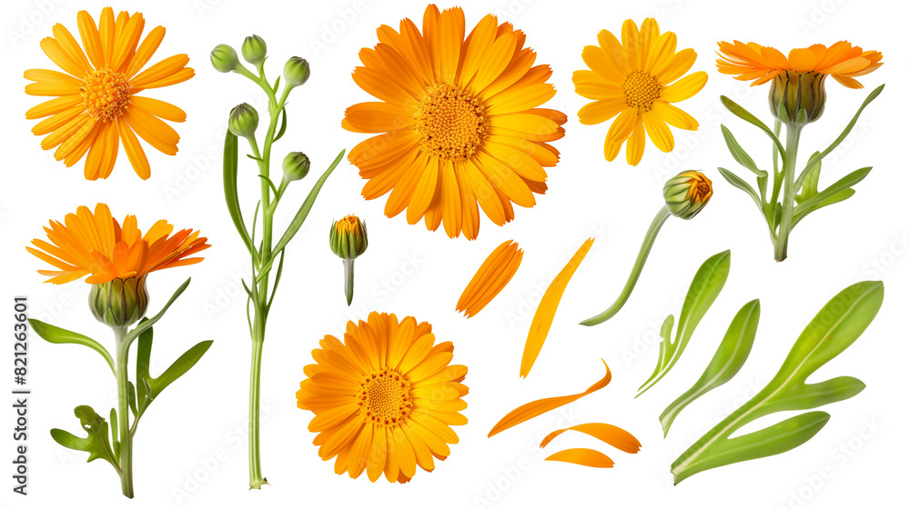 Set of calendula elements, including bright orange or yellow flowers, curly buds, and oblong leaves, popular in natural remedies and skincare, Set of calendula elements, including bright orange or yellow flowers, curly buds, and oblong leaves, popular in natural remedies and skincare,