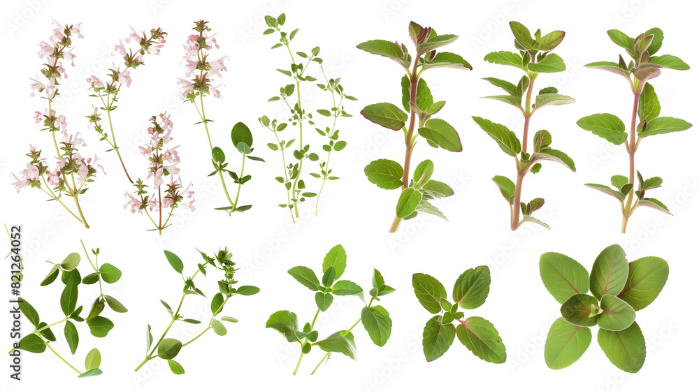 Set of sweet marjoram elements, including small tubular flowers, soft oval leaves, and fragrant stems, essential in Mediterranean cooking, Set of sweet marjoram elements, including small tubular flowers, soft oval leaves, and fragrant stems, essential in Mediterranean cooking,