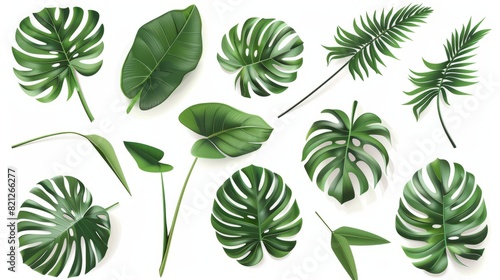 set of green monstera palm and tropical plant leaf isolated on white background for design elements  Flat lay