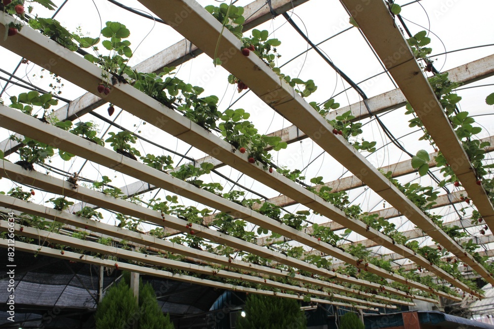 Strawberries growing well on top irrigation hydroponic system in a greenhouse. Strawberries growing well on top irrigation hydroponic system in a greenhouse.