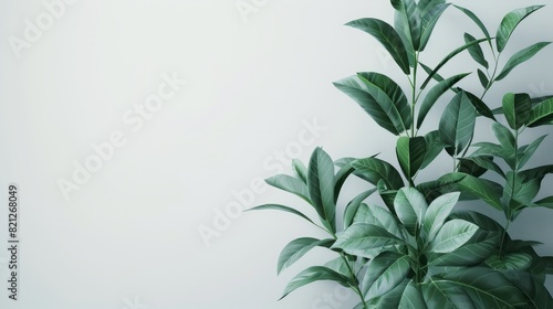 subtle green houseplant with white background