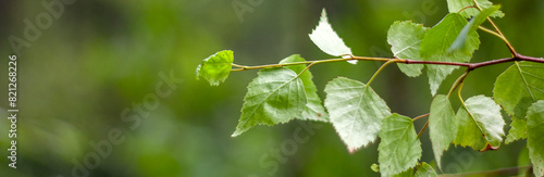 Birch branches are blessed on Trinity Sunday during the festive service. Trinity (Pentecost) is one of the important Orthodox holidays. Green birch leaves on a blurred background.