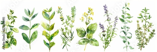 Fragrant Herbs Watercolor Illustration for Health and Wellness Generative AI