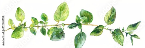 Fresh Oregano Twig Illustration for Cooking and Herbal Remedies Generative AI