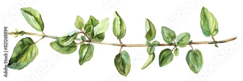 Fresh Oregano Twig Illustration for Cooking and Herbal Remedies Generative AI photo