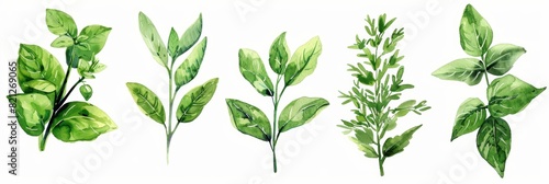 Vibrant Watercolor Herbs on White Background for Cooking Inspiration Generative AI