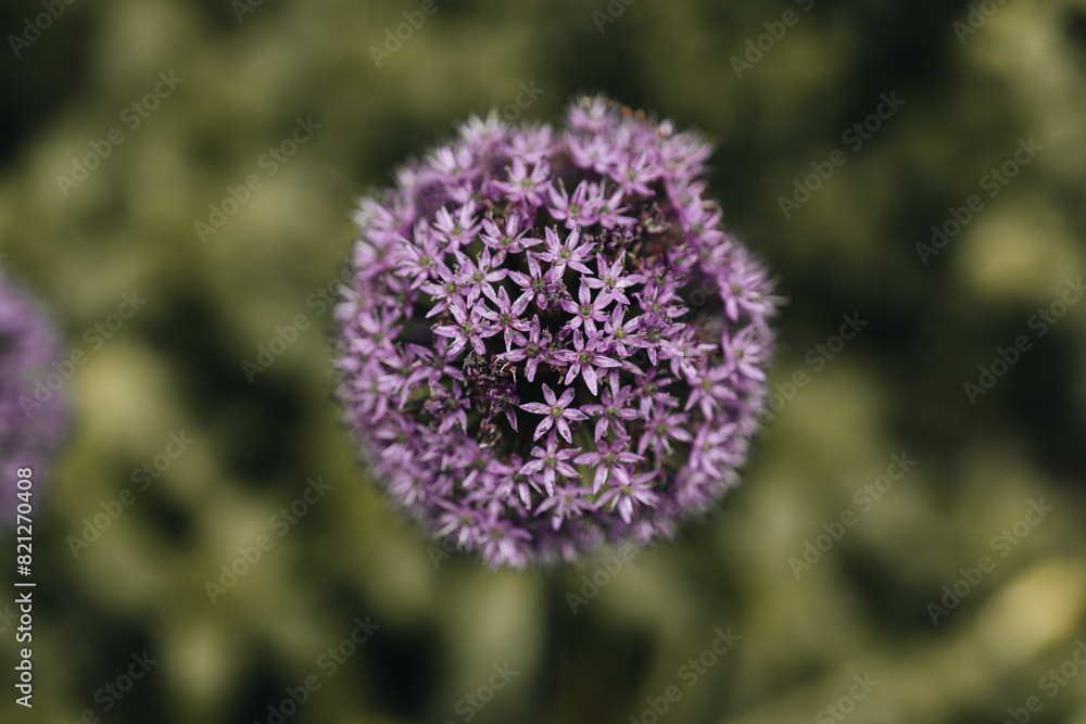 Fototapeta premium Allium flower ball in spring