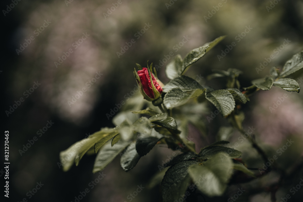 Spring rose ready to bloom with dew droplets