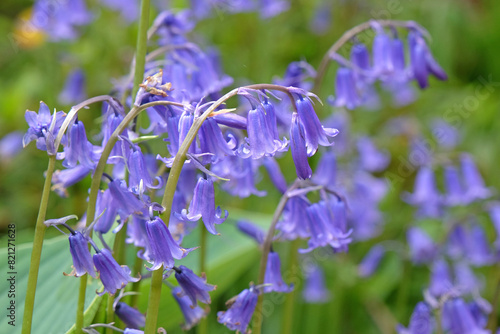 Hyacinthoides non scripta  otherwise named common bluebells  English bluebells  British bluebells  or wood bells  in flower.