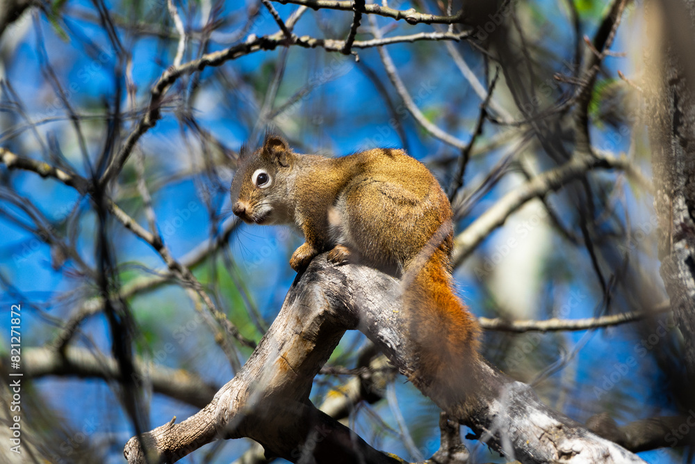 American Red Squirrel in a Canadian Park American Red Squirrel in a Canadian Park