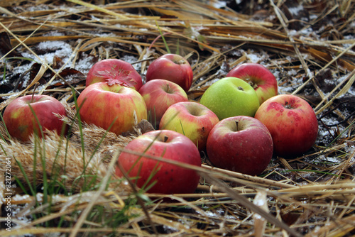 Apples on the first snow on dry grass