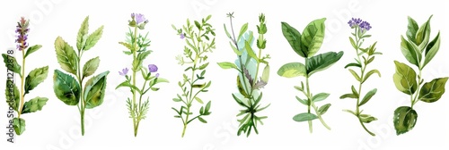 Watercolor Hand Painted Herbs and Plants on White Background for Health and Wellness Generative AI