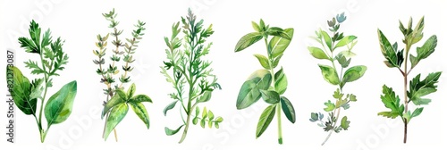 Vibrant Watercolor Herbs on White Background for Healthy Living Generative AI