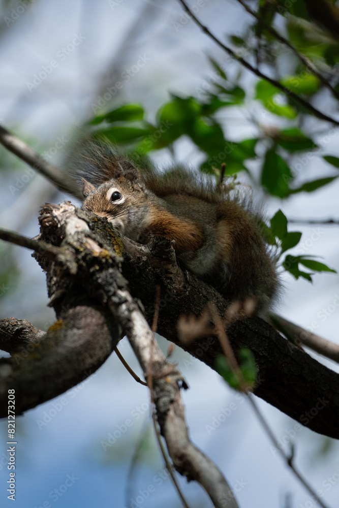 American Red Squirrel in a Canadian Park