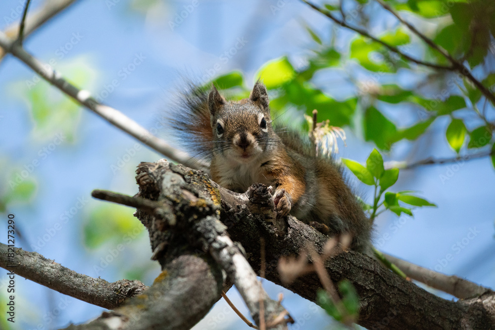 American Red Squirrel in a Canadian Park American Red Squirrel in a Canadian Park
