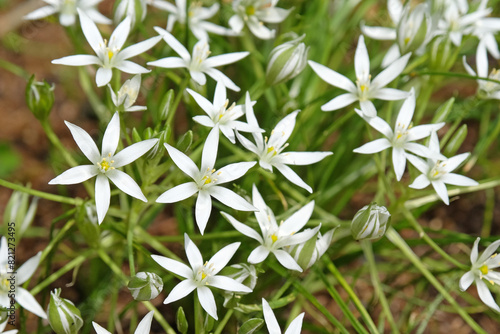 White Ornithogalum umbellatum  Common Star of Bethlehem in flower.