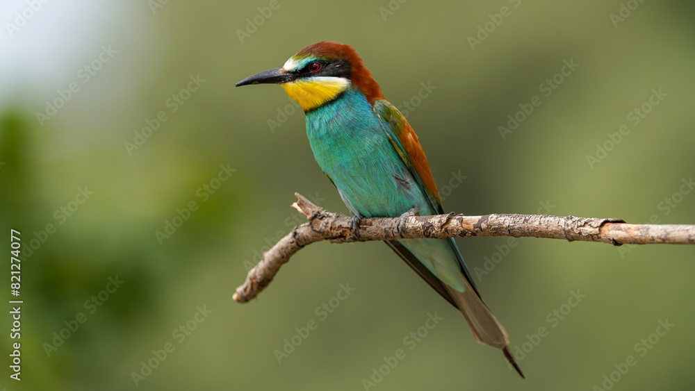 bee - eater on a branch in nature bee - eater on a branch in nature