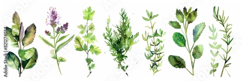 Watercolor Hand Painted Herbs and Spices on White Background for Cooking or Wellness Generative AI