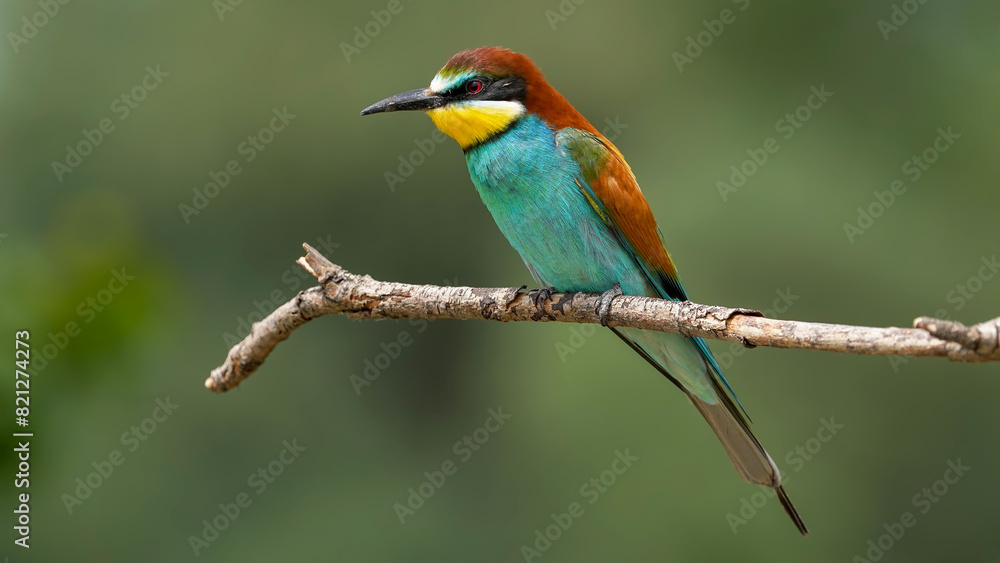 bee - eater on a branch in nature bee - eater on a branch in nature