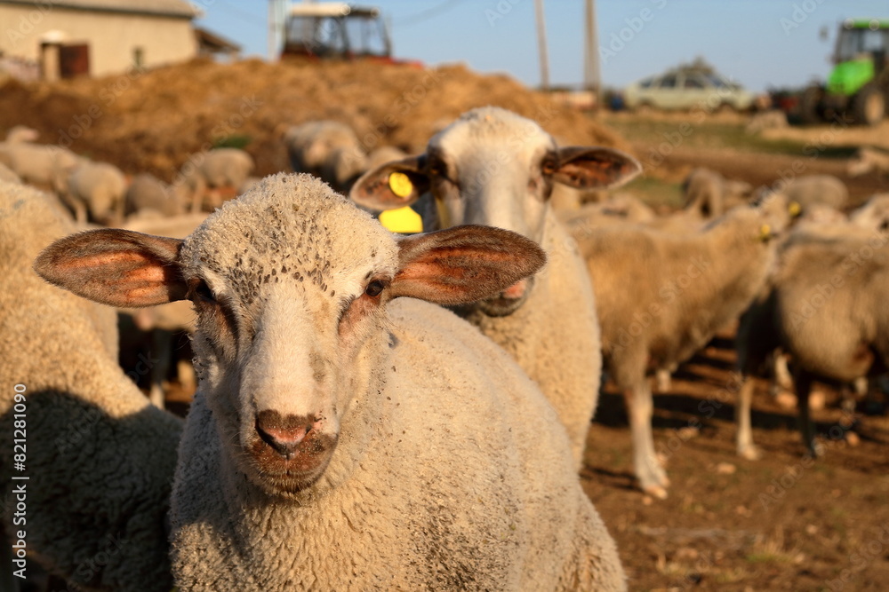 Obraz premium Sheep.