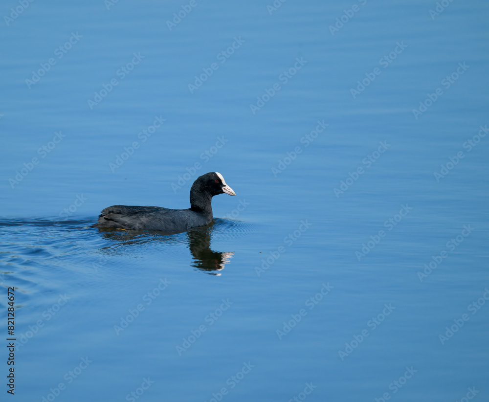 Swimming eurasian coot with reflection Swimming eurasian coot with reflection