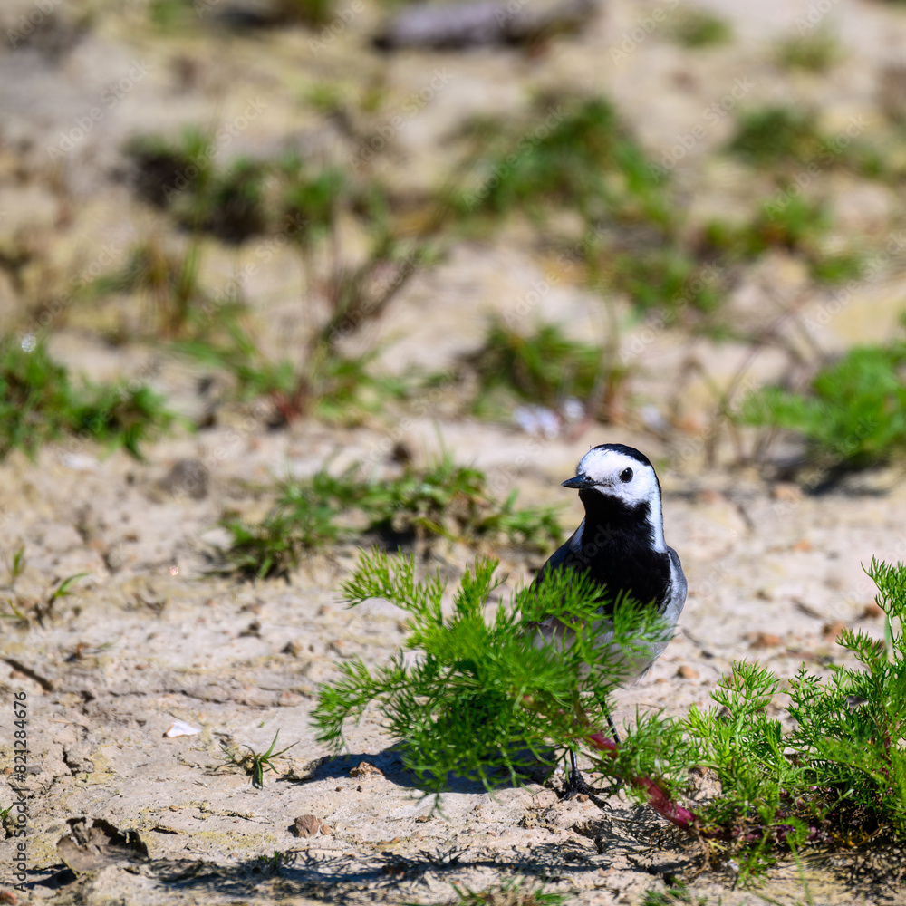 Fototapeta premium White wagtail standing at wetland