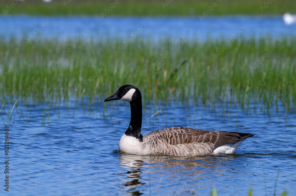 Canada goose swimming at wetland Canada goose swimming at wetland