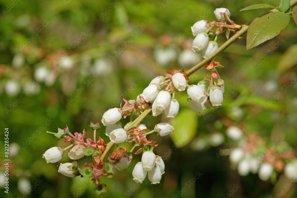 White Vaccinium, or blueberry bush, in flower. White Vaccinium, or blueberry bush, in flower.