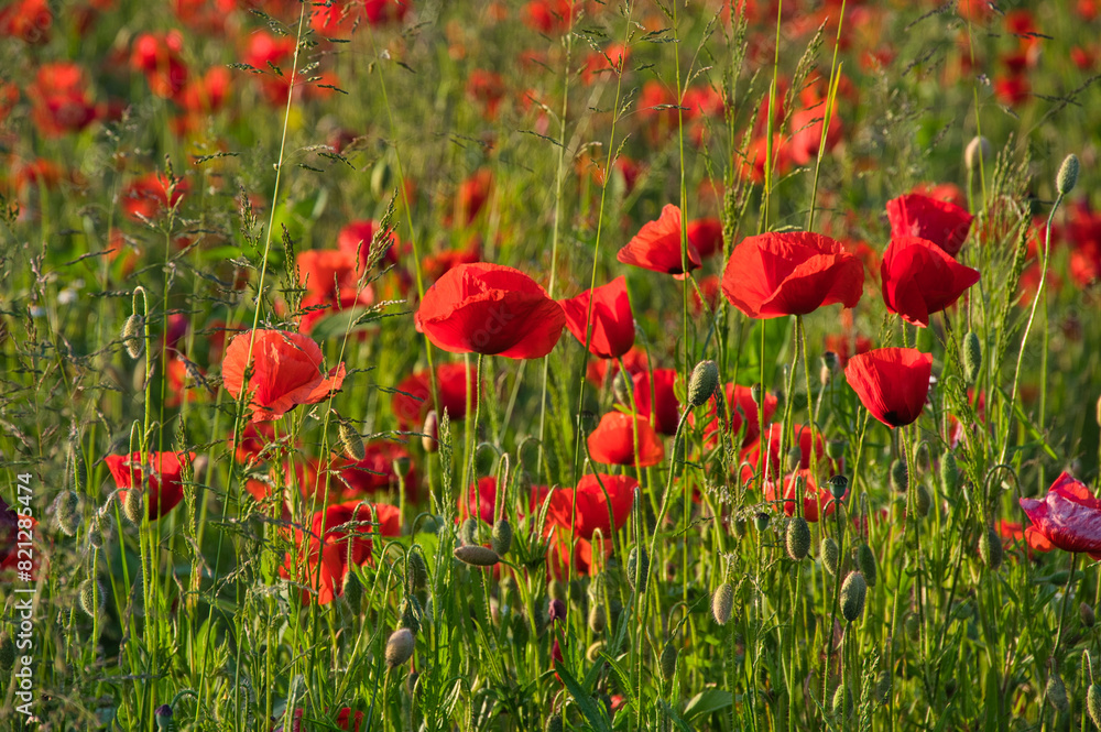 Mohnblumenfeld in der Ortenau