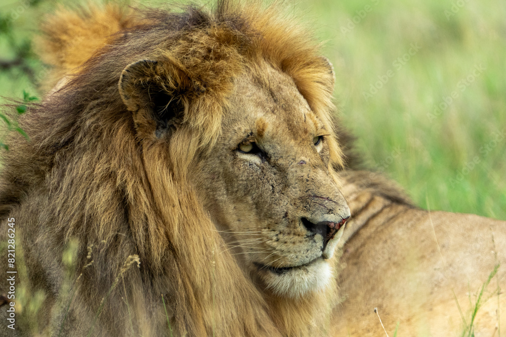 Obraz premium Dangerous African lion with battle scars on nose