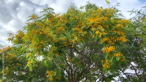 Tipuana tipu with yellow flowers also known as Tipa, Rosewood and Pride of Bolivia, is a South American tree.  photo