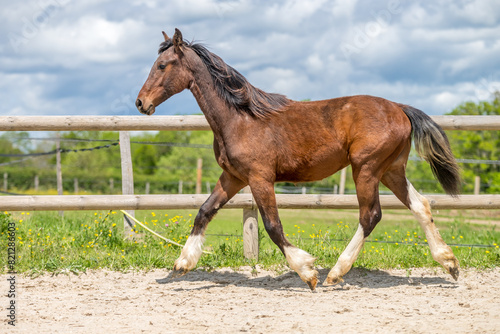 Magnifique cheval de race frison dans un élevage en nature