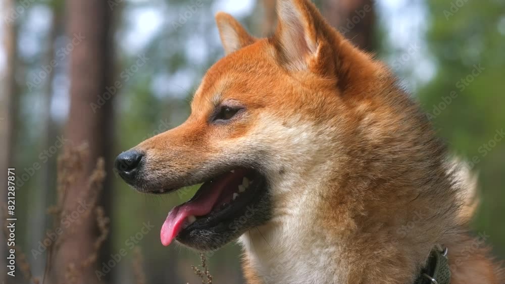 Portrait in profile of a Japanese dog in the forest. Young cute dog of the Shiba Inu breed close up outside in park. A calm dog sitting and watching in nature Portrait in profile of a Japanese dog in the forest. Young cute dog of the Shiba Inu breed close up outside in park. A calm dog sitting and watching in nature