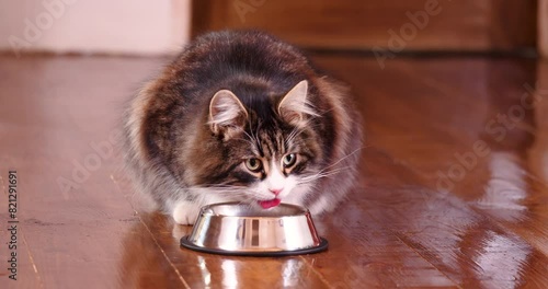 Taby Cat Eating Fresh Canned Cat Food from Silver Bowl. Home Pet Feeding. Pet care. Balanced Nutrition for Pets, Food Advertising photo