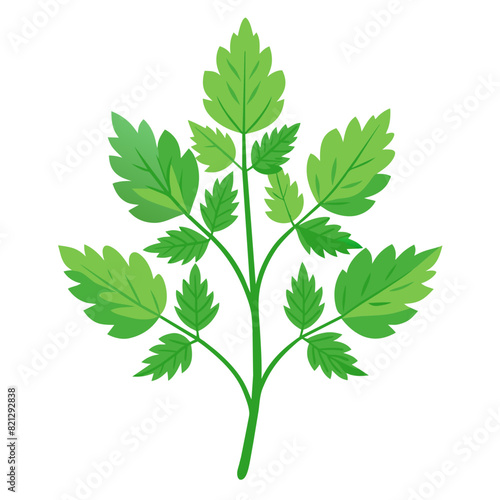 Vibrant Green Burnet Herb Vector - known for its medicinal properties