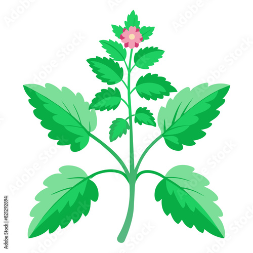 transparent vector illustration of horehound, medicinal herb with long history in traditional medicine